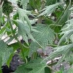 Leonurus quinquelobatus Hoja