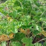 Pelargonium capitatum Leaf