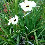 Dietes bicolor موطن