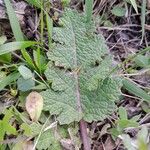 Salvia verbenaca Blatt