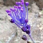 Leopoldia comosa Kwiat