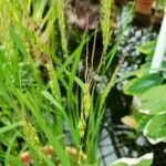 Oryza sativa फल