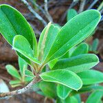 Hibbertia favieri Leaf