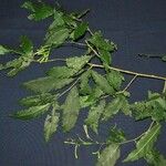 Cestrum fragile Otro