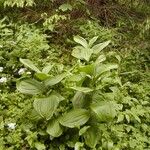 Veratrum lobelianum पत्ता