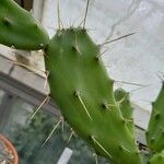 Opuntia dejecta Lehti