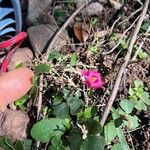 Oxalis purpurea Cvet