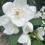 Philadelphus × virginalisЦвят