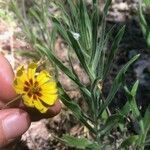 Madia elegans Flower