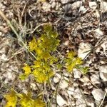 Bupleurum baldense Flower