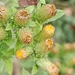 Pentanema squarrosum Flower