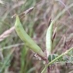 Vicia grandiflora Gyümölcs