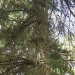 Picea brachytyla Hábito