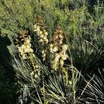 Yucca glauca പുഷ്പം