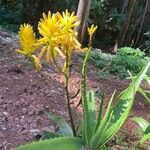 Aloe camperi फूल