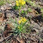 Bulbine abyssinica Folha