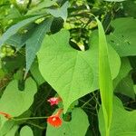 Ipomoea hederifolia Blomma