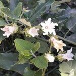 Araujia sericifera Blomst