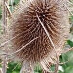 Dipsacus sativus 果実