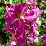 Matthiola incana Flower