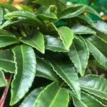 Ardisia crenata برگ