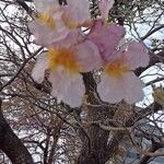 Tabebuia heterophylla Flower