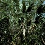 Sabal palmetto Plod