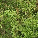 Lycopodium volubile Hábito