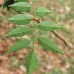 Pericopsis elata Foglia