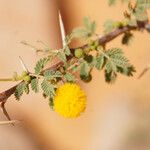 Vachellia farnesiana Kvet