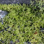 Sedum sarmentosum Foglia