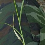 Carex leporina Blad