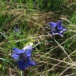 Gentiana acaulis Květ