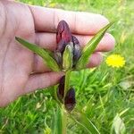 Gentiana purpureaКвітка