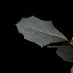 Berberis asiatica Habitus