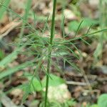 Conopodium majus Foglia