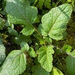 Brassica juncea Leaf