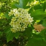 Sorbus torminalisЦветок