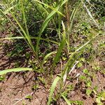 Sorghum arundinaceum Blatt