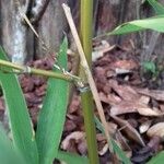 Phyllostachys aurea Bark