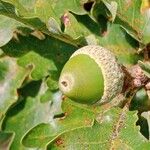Quercus pubescens Fruit