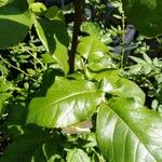 Rosa corymbifera Hoja