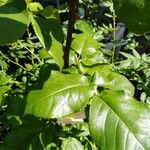 Rosa corymbifera Blad