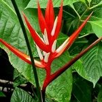 Heliconia angusta Flor