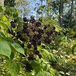 Aralia spinosa Gyümölcs