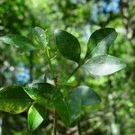 Picrella trifoliata