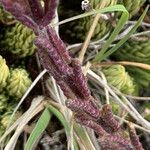 Neobartsia laniflora Leaf