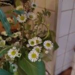 Erigeron annuusÇiçek