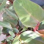 Philodendron erubescens Blatt