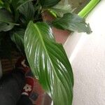 Spathiphyllum wallisiiList